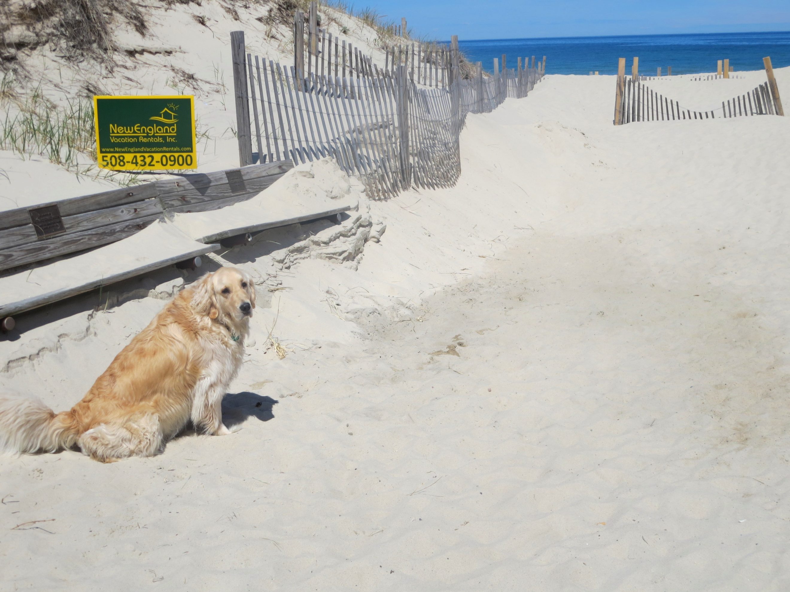 Dog Friendly Beaches On Cape Cod Ma