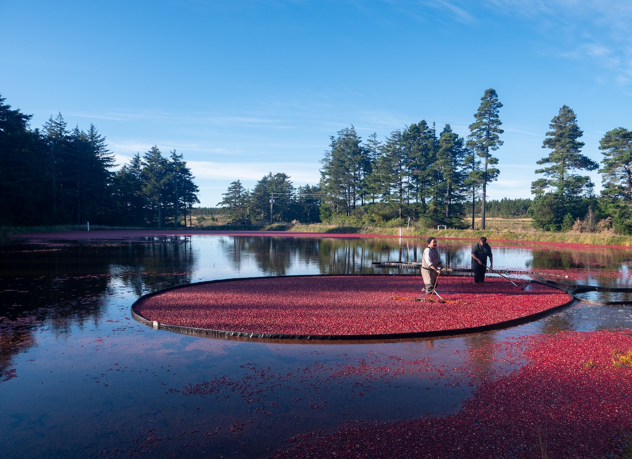 Employees managing a cranberry bog during a tour