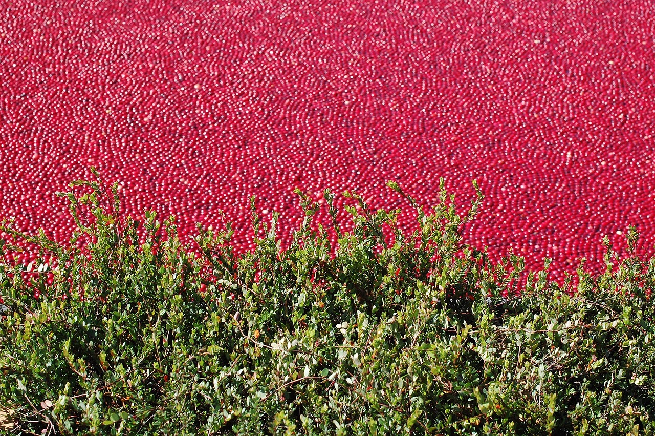 An aerial view of cranberries in the water of a bog